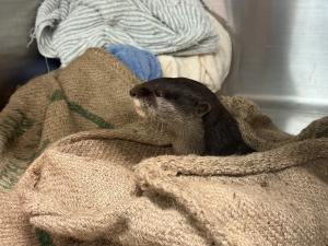 コツメカワウソ「サン」