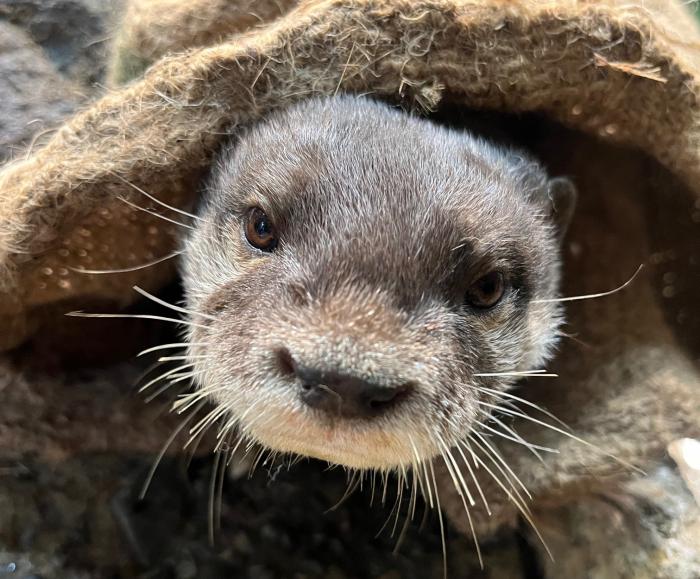コツメカワウソの「サン」