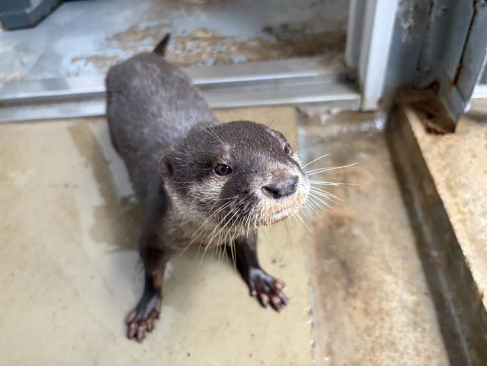 寝室で療養中の「サン」（8月20日午後撮影）