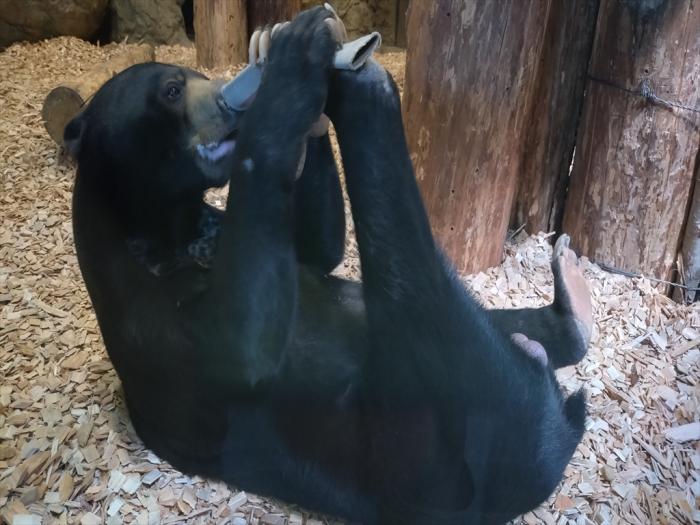 マレーグマ写真