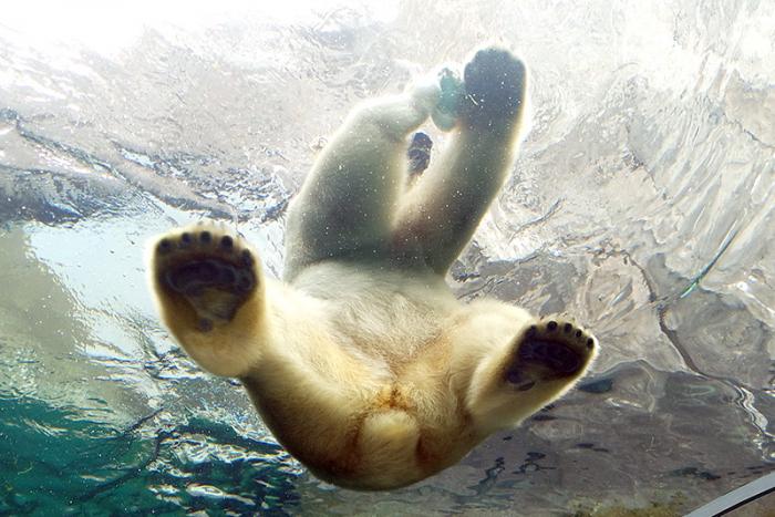 ホッキョクグマ水中トンネル