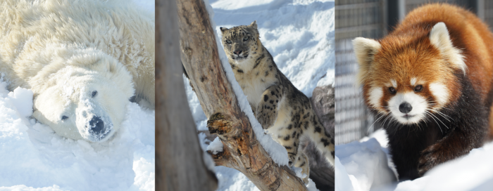 冬のオススメ動物