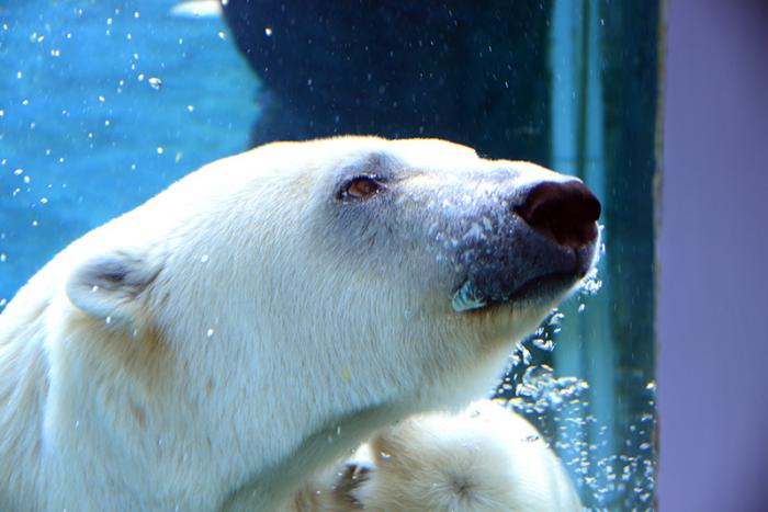 ホッキョクグマ水中