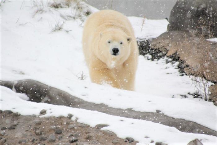 ホッキョクグマと雪