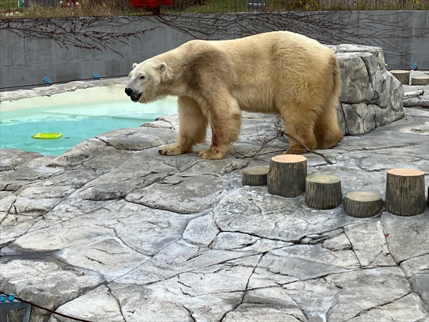 ホッキョクグマのホクト