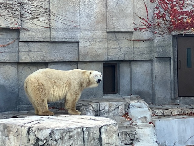 ホッキョクグマの「ホクト」