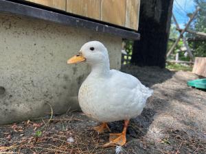 ダン