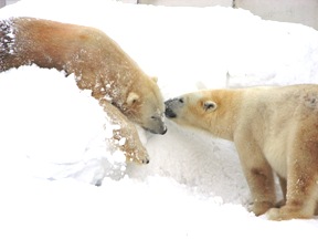 画像：ホッキョクグマのデナリとララ。仲睦まじい様子。