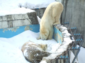 画像：雪浴びするデナリと雪に鼻を突っ込むララ。