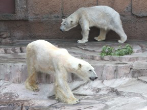 画像：ホッキョクグマのデナリとさつき