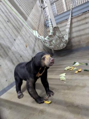 シャオ　ション　メイ