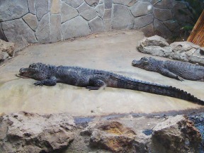 画像：ヨウスコウワニ