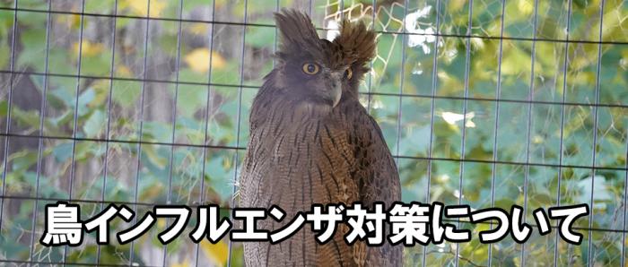 鳥インフルエンザ対策について